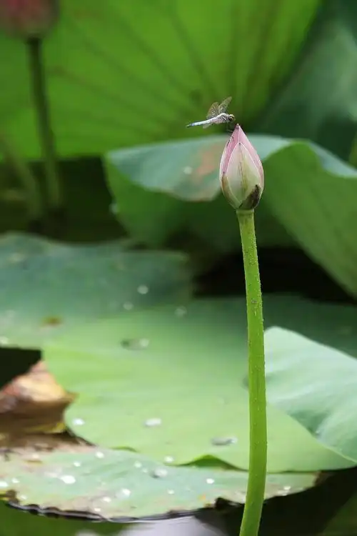 小荷才露尖尖角,早有蜻蜓立上头. (共 5 p)