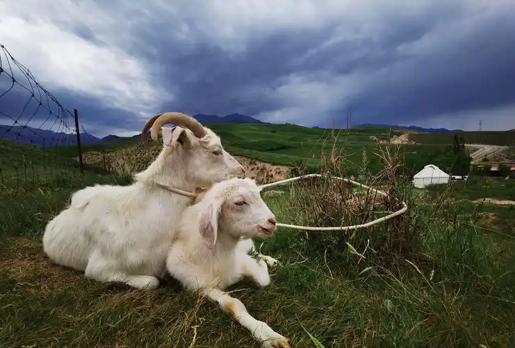 草原母子小时候养羊,也是山羊,性格很温顺,今天在草原看见这两只羊行