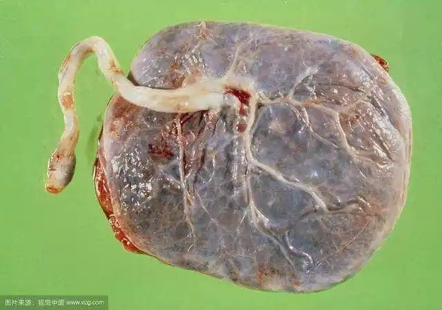 胎盘到底应该给谁吃