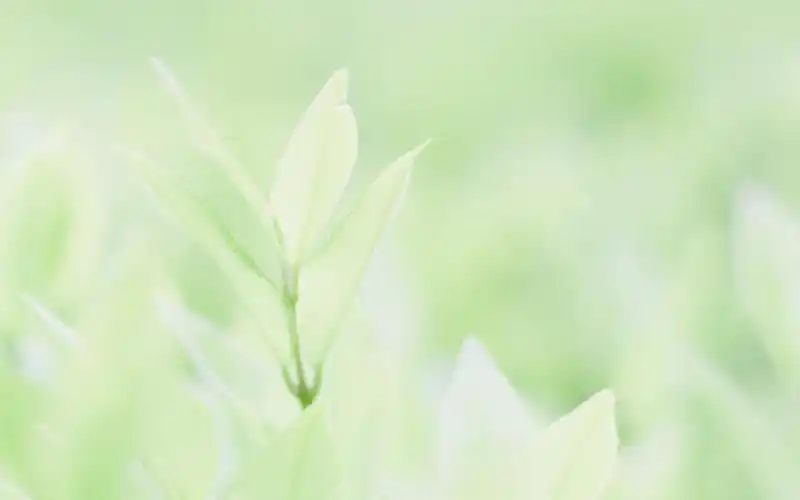 首页 桌面壁纸 风格壁纸 绿色小清新唯美图片电脑桌面壁纸1920_1200