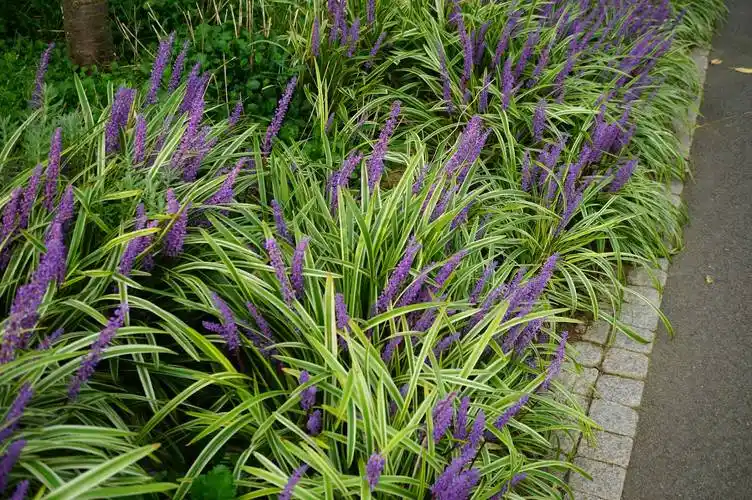 我见到的山东本土植物和园林栽培植物(306-1)金边阔叶山麦冬