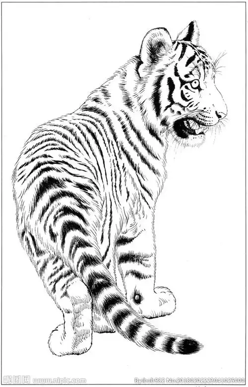 老虎白描素描线描国画图片