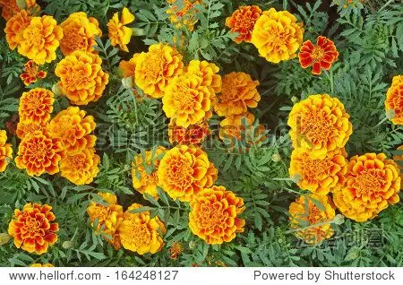 top view of the marigold flowers planted in the garden