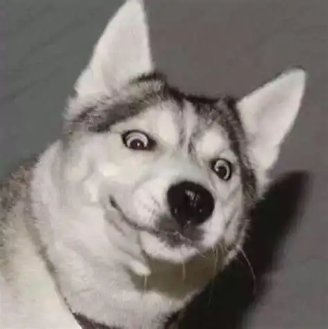 哈士奇图片搞笑表情包抖音哈士奇狗头表情包2022已更新今日热点