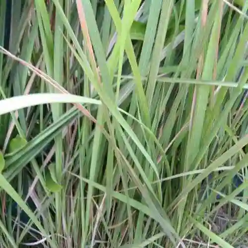 草本集60白茅根