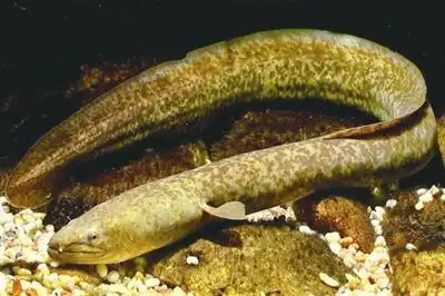 花鳗鲡鱼属于淡水鱼类吗花鳗鲡鱼多少钱一斤好吃吗