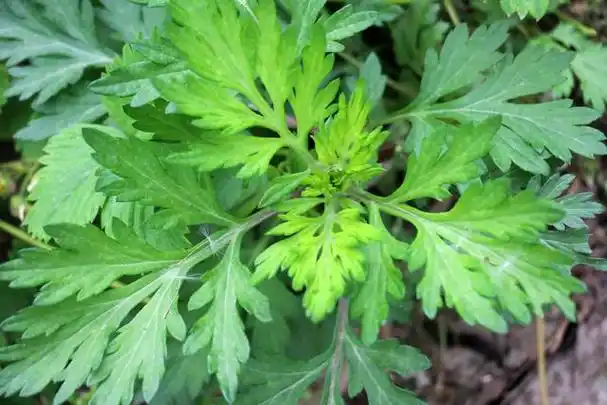 味苦,辛,性温,入脾,肝,肾经,具有温经止血,散寒止痛,芳香辟秽的功效