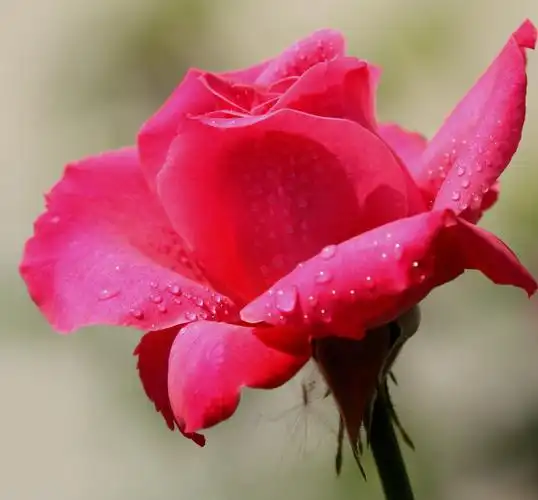 【月季花摄影图片】风光摄影_太平洋电脑网摄影部落