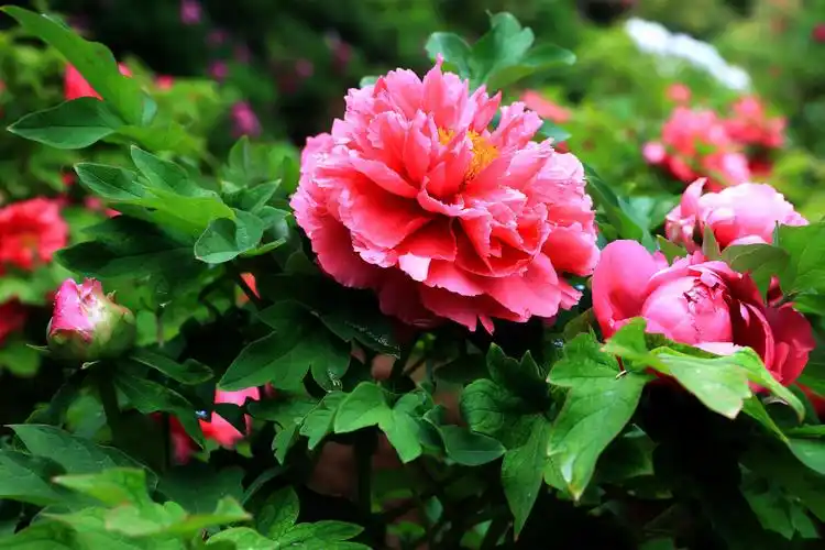 日出"东方红" 洛阳牡丹艳