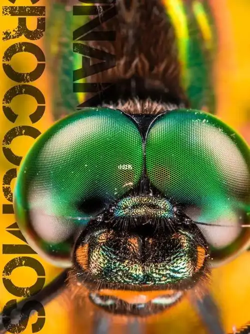 实拍,超微距昆虫摄影·蜻蜓的复眼