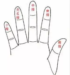 五个手指头名称