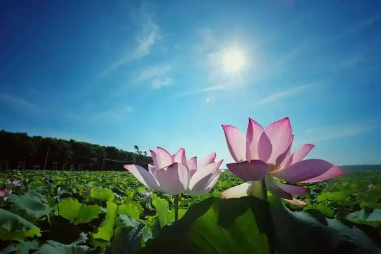 暑期带孩子去哪儿玩到皇桐赏荷花摘莲雾吧