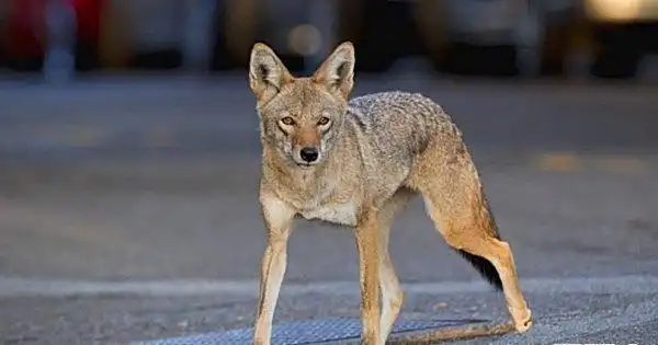 狼的尾巴有什么作用 ,狼的尾巴有什么用?图2