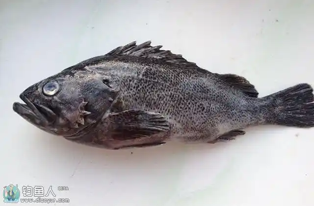 黑鲪鱼属鲉科,体延长,侧扁,长约30厘米,灰黑色,具不规则的黑色斑纹,眼