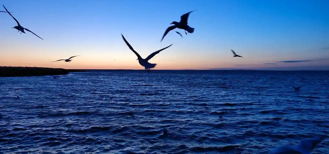 居延海的海鸥在晨曦中迎来日出