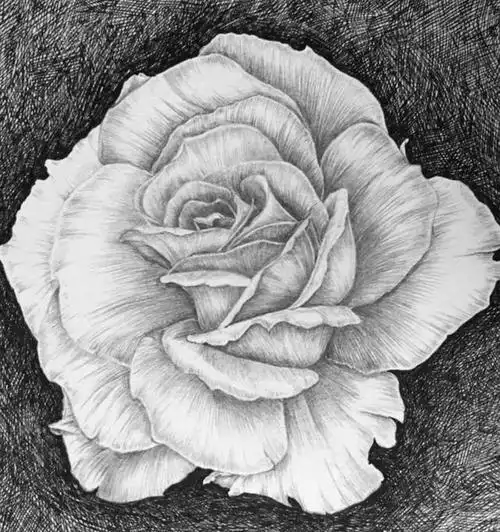 花朵素描画 素描画花朵初学者