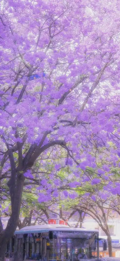 壁纸浪漫紫色系蓝楹花合集