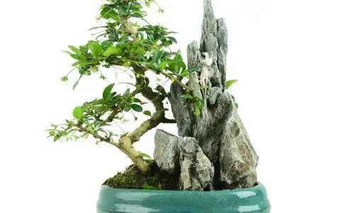 盆景假山造型图,怎么自己制作盆景假山