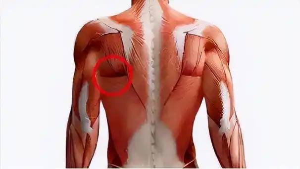 图中画圆圈的便是肩胛骨,咱们要放松它周围的肌肉.