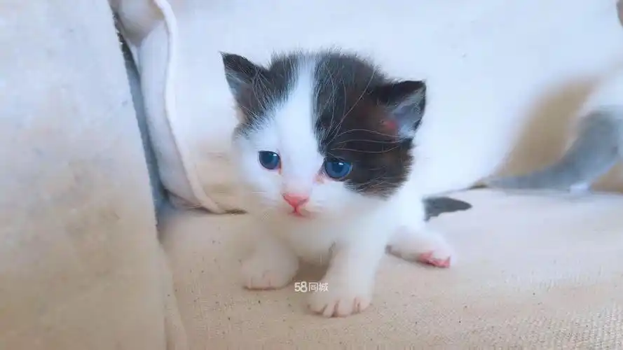 萌萌的小可爱们要找好人家啦,价格1000-2000美金,包三针疫苗和驱虫,包