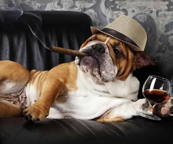 抽烟养狗的朋友请注意:你抽烟的行为已经伤害到了你的狗狗!