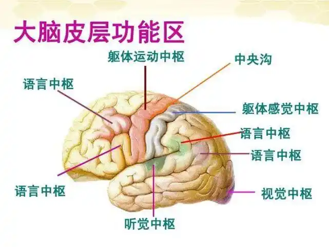 感觉区包括:听觉,视觉,躯体感觉等等;人类同时还具有专门的语言区,有
