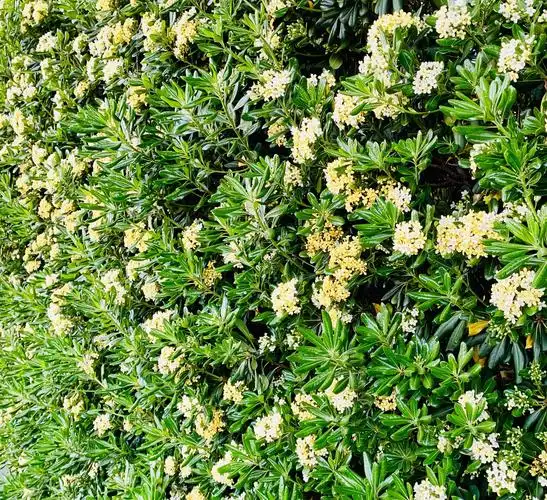 四季常青树方圆七里香请记得我海桐树