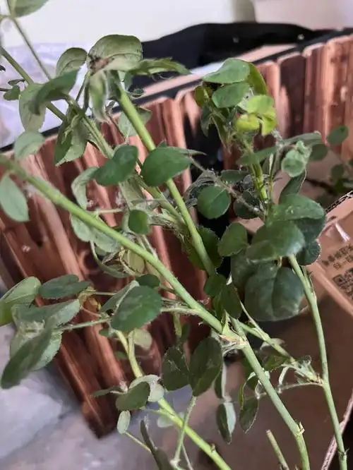 这个是月季红蜘蛛吗