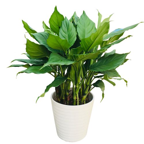 万年青盆栽植物四季常青客厅室内广东土培大型绿植