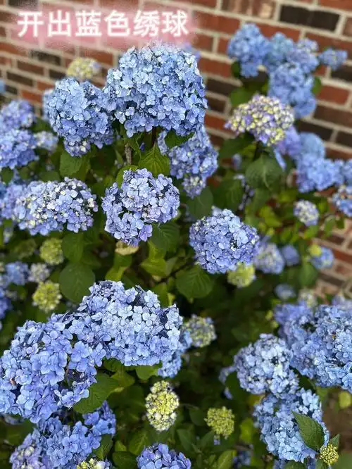不过全蓝色也挺好看的只是花型偏小都怪我一直不施肥#绣球花  #园艺