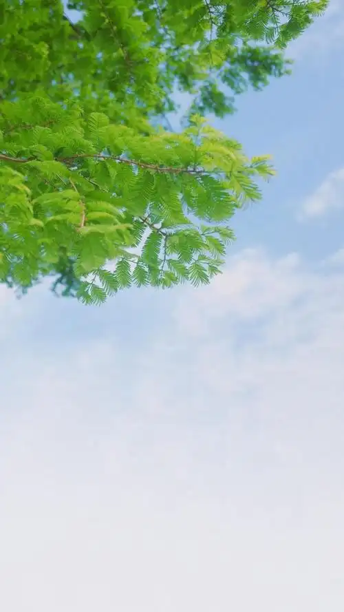 超好看的护眼背景图_唯美图片