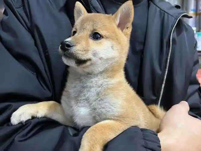 柴犬  #柴犬宝宝  #柴犬小日常  #柴犬幼犬