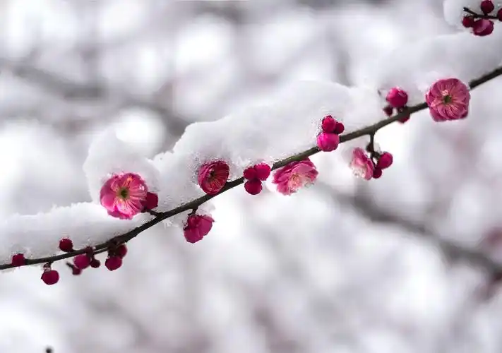梅花傲雪分外姸