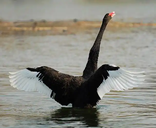 舞动的天鹅--圆明园黑天鹅的图片报道(50p)
