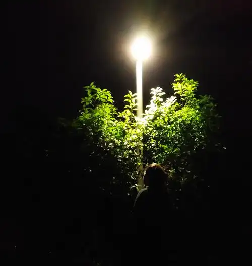 一个夜晚在河边的小路上在灯光下的小树呈现心形的样子人物的剪影非常