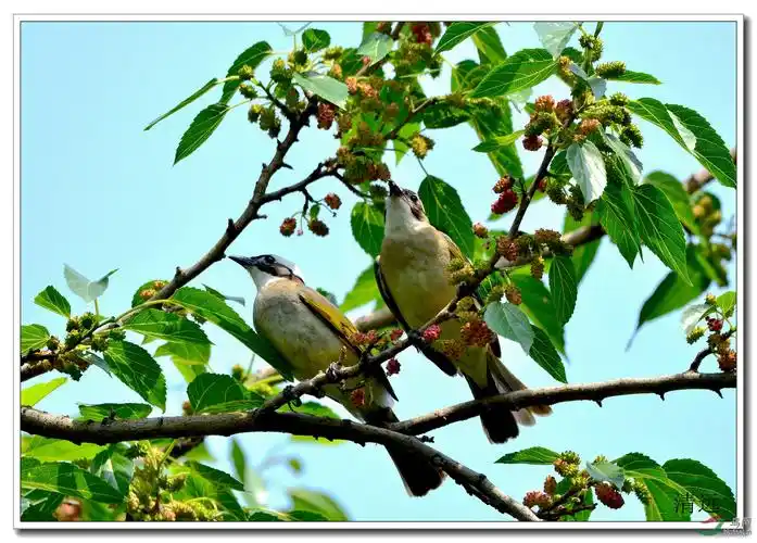 树上的鸟儿成双对