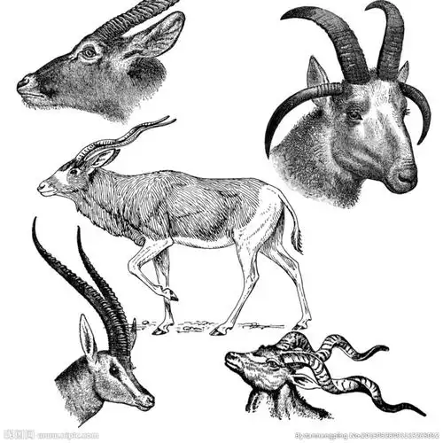 01:38:34素描羚羊与山羊头十二星座 摩羯座(完成手绘至上同采自www