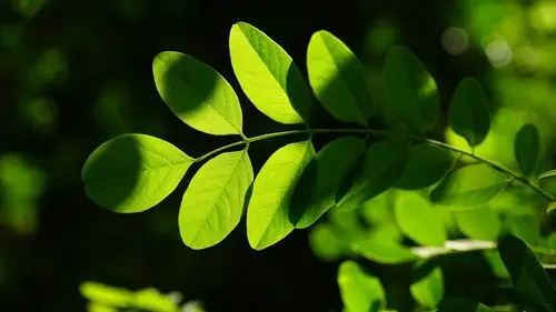 原图你的电脑分辨率(1600x1600)→生成壁纸显示:√欣赏模式全屏模式