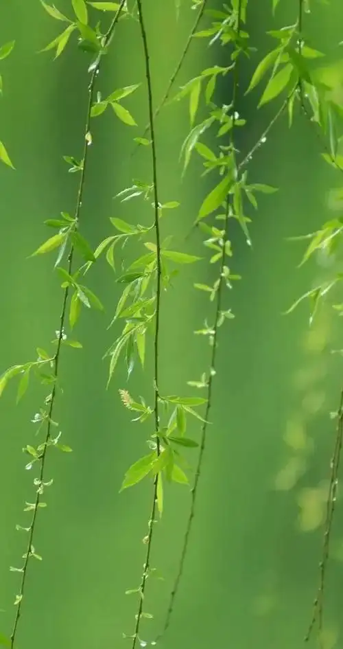 壁纸推荐绿色护眼绿意盎然清新唯美高清无水印