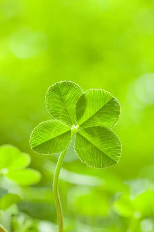美景,阴影,朦胧,模糊,新鲜,光线,影子,景观,四叶草,幸运草,绿色,阳光