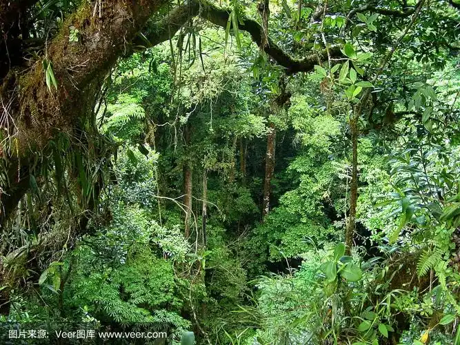 哥斯达黎加雨林
