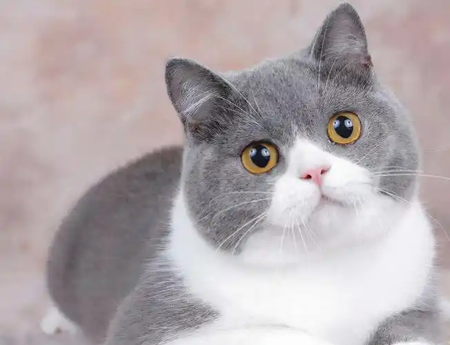 英短猫到底是有什么魅力,让这么多人喜欢?