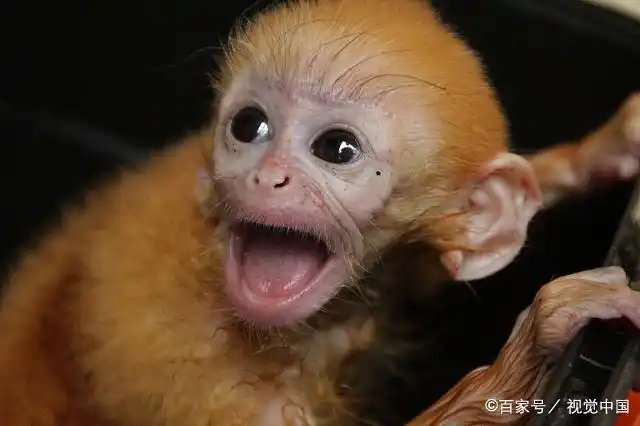 金丝猴是一种看着又小又温顺的动物