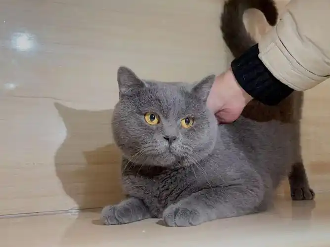 价格合适#蓝猫  #英短蓝猫  #我家宠物好可爱