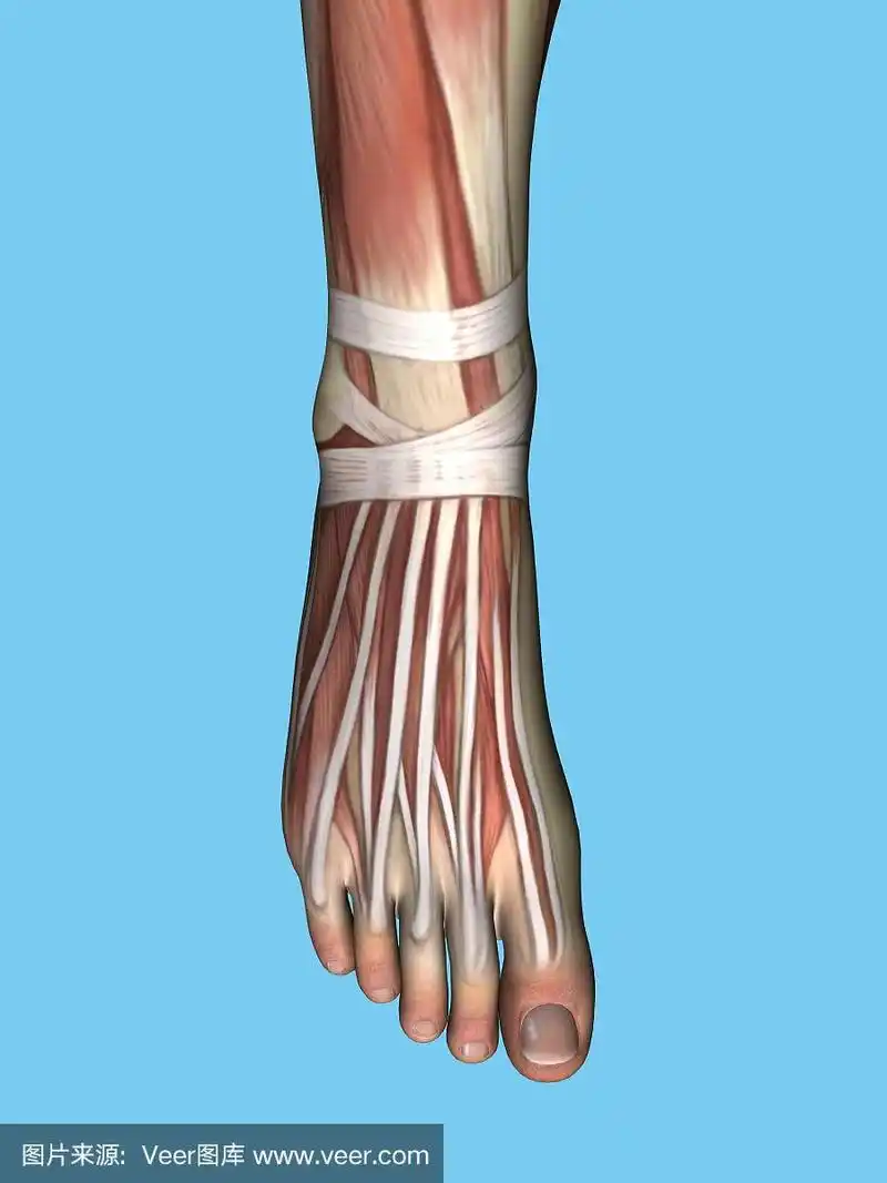 解剖学的脚.