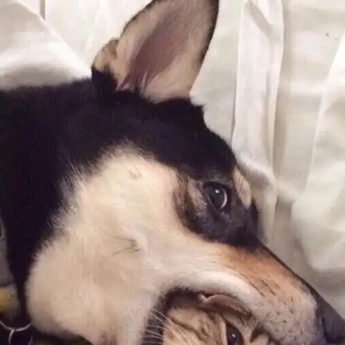 大家好,还是我.还是搞笑情头