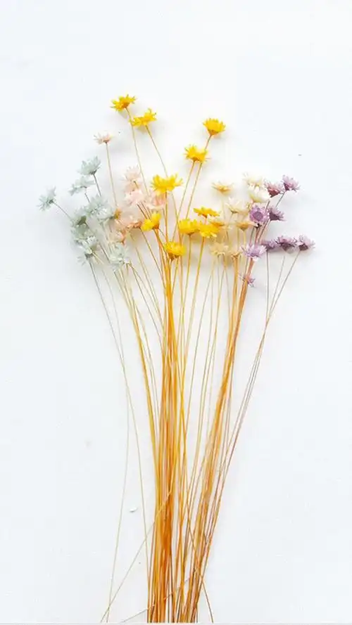 小清新花卉简约手机壁纸,高清图片,手机锁屏桌面-壁纸族