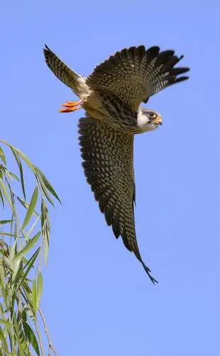 阿穆尔隼图片鸟类阿穆尔隼