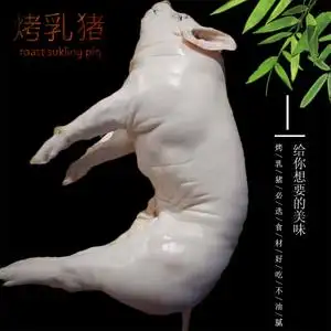 活乳猪