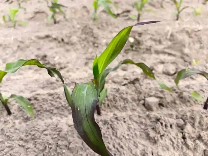玉米红苗,紫苗和白化苗